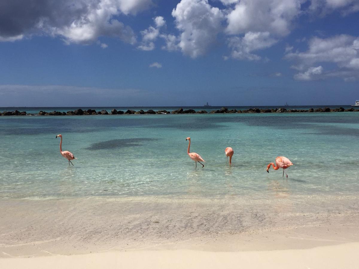 Aruba Harmony Apartments Oranjestad Zewnętrze zdjęcie